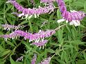 Salvia leucantha Flower 